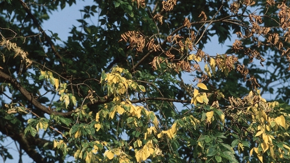Photo of Early Symptoms of DED – green, wilting leaves